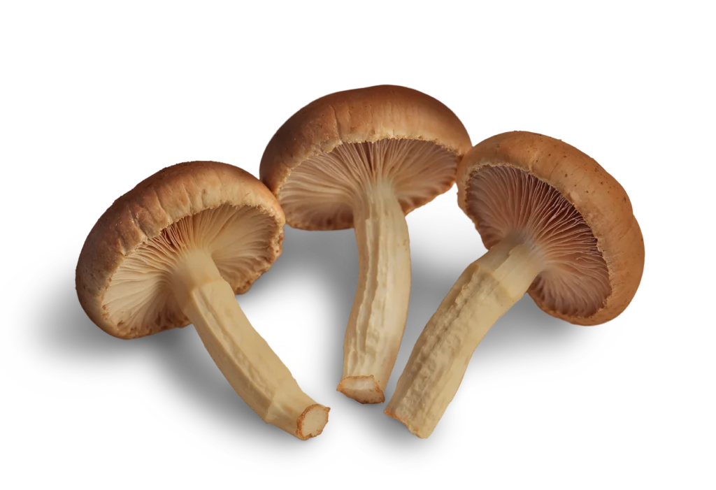 11473153-convertido-de-png